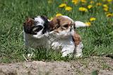 SHIH TZU 243